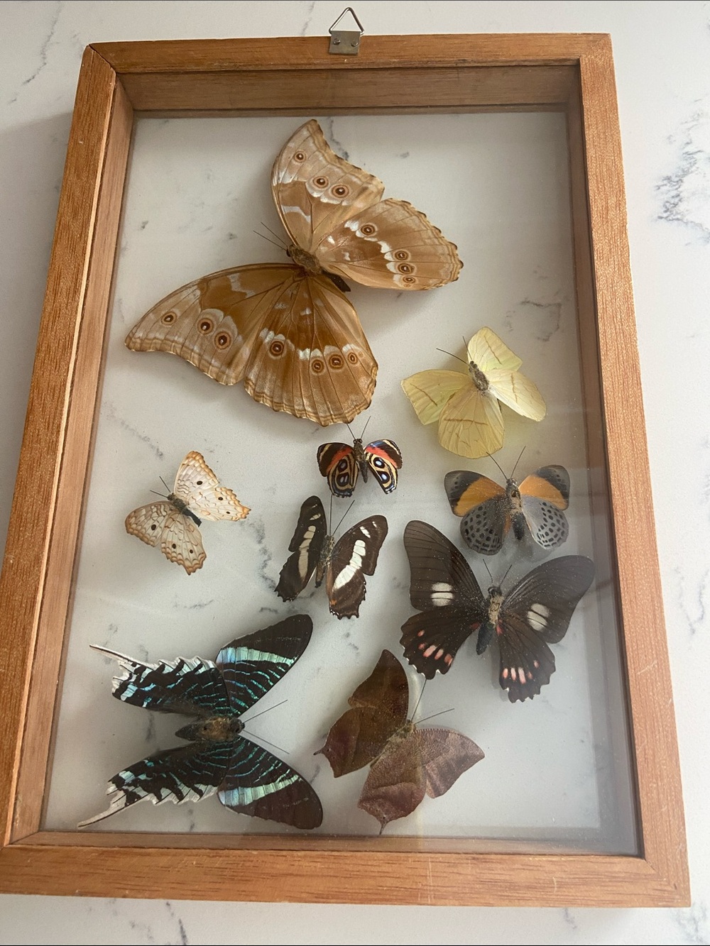 Vintage Real Butterfly Specimen Shadow Box Blue Morpho Wood Frame - Picture 2 of 12